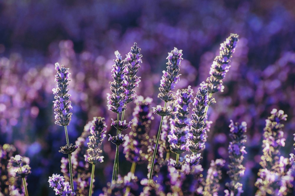 baraa jalahej qfZGhapxoa4 unsplash (1)